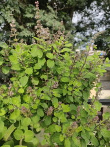 How to Create a Vertical Herb Garden on Your Balcony This Winter