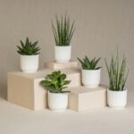 10 Popular Types of Snake Plants You Can Grow at Home