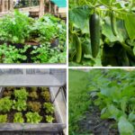 10 Fast Growing Vegetables to Grow on a Balcony for Fresh, Organic Harvest at Home