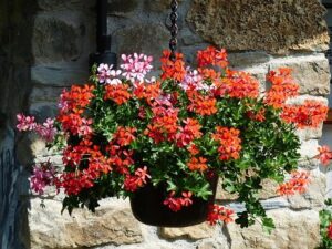 10 Stunning Balcony Garden Hanging Baskets That Instantly Transform Small Spaces