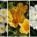 10 Amazing West-Facing Balcony Plants That Thrive in Evening Sunlight