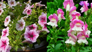  Balcony Winter Garden Plants 