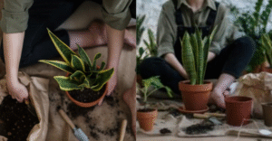 Grow Snake Plant on Balcony 