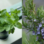 10 Balcony Herbs You’ll Wish You Knew Earlier — Grow Fast & Make Your Home Smell Divine