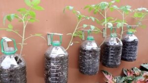 How to Grow Juicy Tomatoes in Used Plastic Bottles