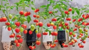 How to Grow Juicy Tomatoes in Used Plastic Bottles