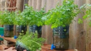 How to Grow Coriander in Plastic Bottles at Home
