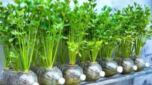 Grow Fresh Coriander at Home Using Plastic Bottles