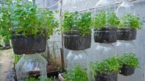 Grow Fresh Coriander at Home Using Plastic Bottles