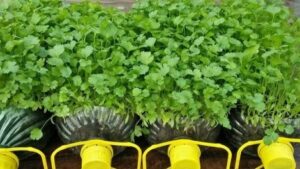Grow Fresh Coriander at Home Using Plastic Bottles