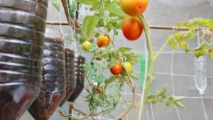 How to Grow Juicy Tomatoes in Used Plastic Bottles