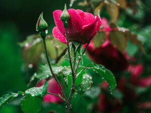 How to Grow Roses on Balcony 