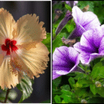 10 Amazing Flowers for Apartment Balcony That Will Instantly Brighten Your Space