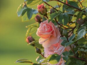 How to Grow Roses on Balcony