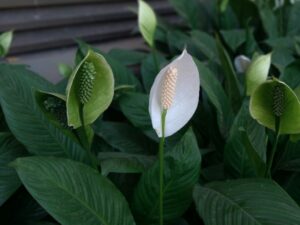 Tiny Balcony Big Transformation: Small Balcony Decoration Ideas with Plants