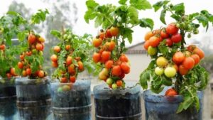 How to Grow Juicy Tomatoes in Used Plastic Bottles