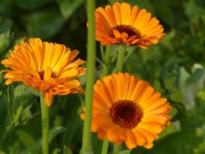 Top 7 Balcony Winter Garden Plants That Survive the Cold