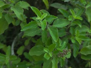 Why a Few Balcony Plants Might Be the Secret to Happier