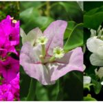 10 Popular Types of Bougainvillaea Perfect for Balcony Gardens That Add Instant Charm