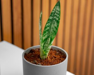 How to Grow Snake Plant on Balcony for Oxygen & Positive Energy