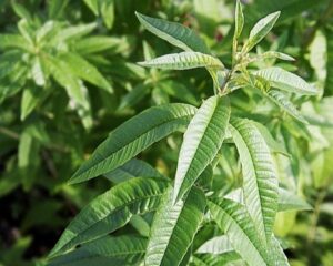 10 Balcony Herbs You’ll Wish You Knew Earlier — Grow Fast & Make Your Home Smell Divine
