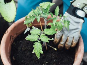 7 Easy Steps on How to Grow Tomatoes in an Apartment Balcony for Beginners