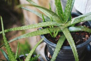 Grow Aloe Vera on Your Balcony — 5 Shocking Benefits You’ll Love!