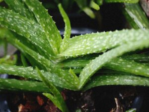 Why a Few Balcony Plants Might Be the Secret to Happier