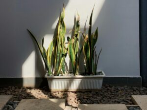 How to Grow Snake Plant on Balcony for Oxygen & Positive Energy