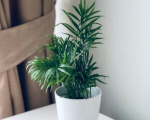 These 7 Balcony Plants