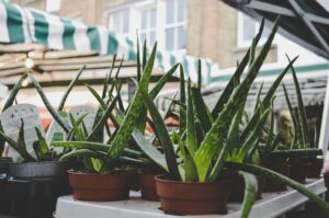 Grow Aloe Vera on Your Balcony — 5 Shocking Benefits You’ll Love!