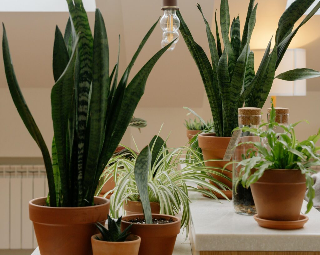 7 Balcony Plants That Look Premium