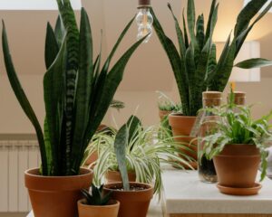 Why a Few Balcony Plants Might Be the Secret to Happier