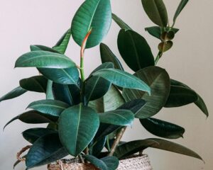 These 7 Balcony Plants