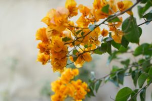 10 Popular Types of Bougainvillaea Perfect for Balcony Gardens That Add Instant Charm