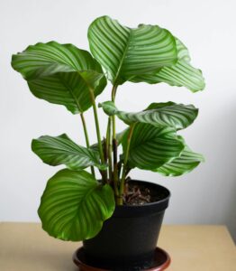 These 7 Balcony Plants That Grow Fast