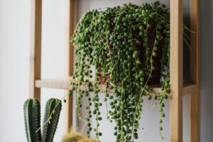 These 7 Balcony Plants That Grow Fast