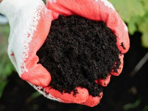 How to Grow Roses on Balcony — You Won’t Believe These 9 Easy Steps!