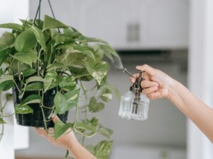 Why a Few Balcony Plants Might Be the Secret to Happier