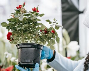 How to Grow Roses on Balcony — You Won’t Believe These 9 Easy Steps!