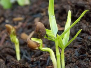  7 Balcony Vegetables