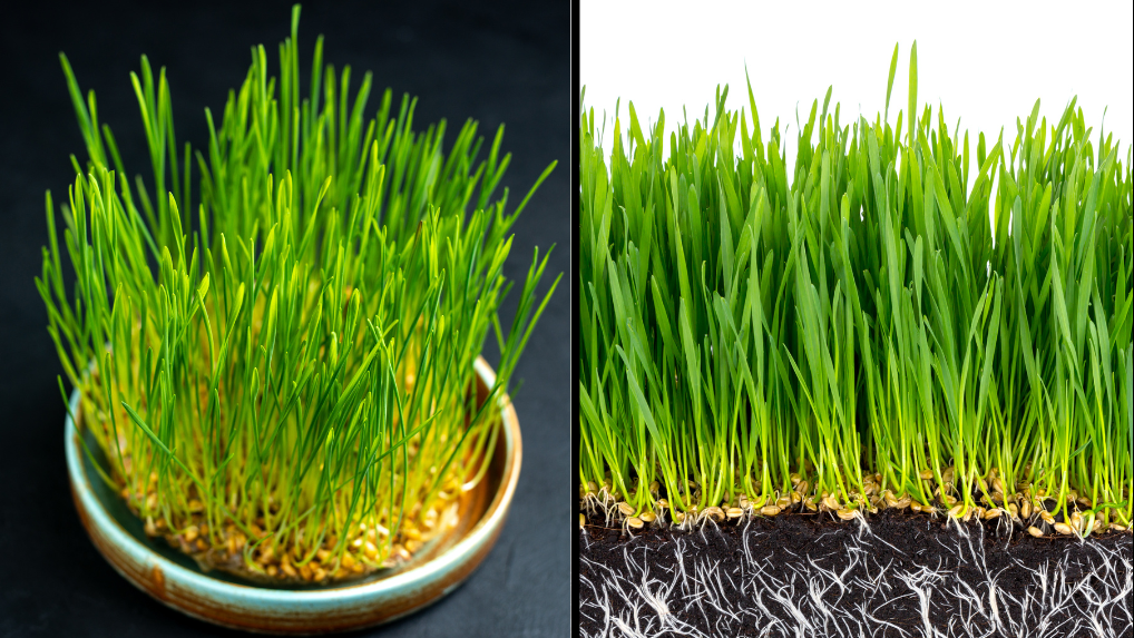 GROW WHEATGRASS AT HOME