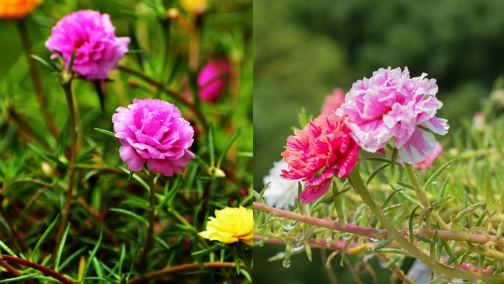 Grow Portulaca Moss Rose