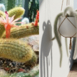 GROWING MONKEY TAIL CACTUS PLANT IN BALCONY