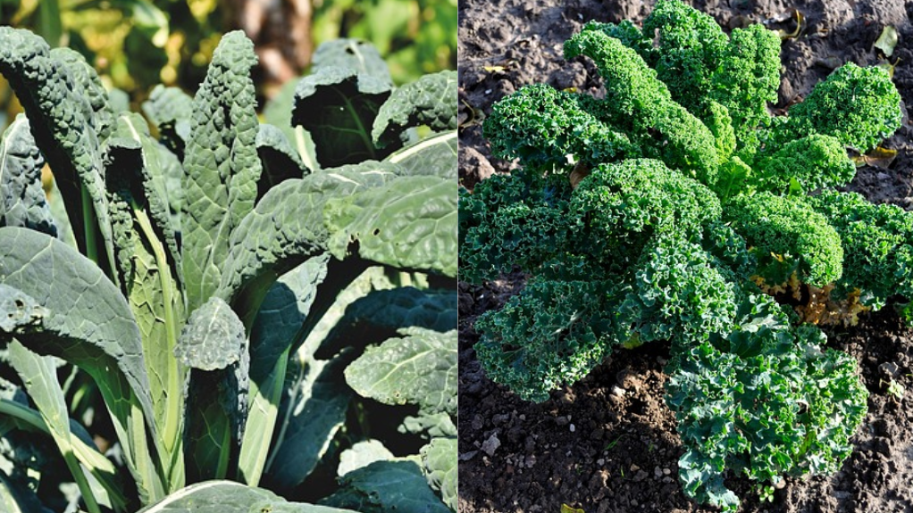 Growing kale in balcony