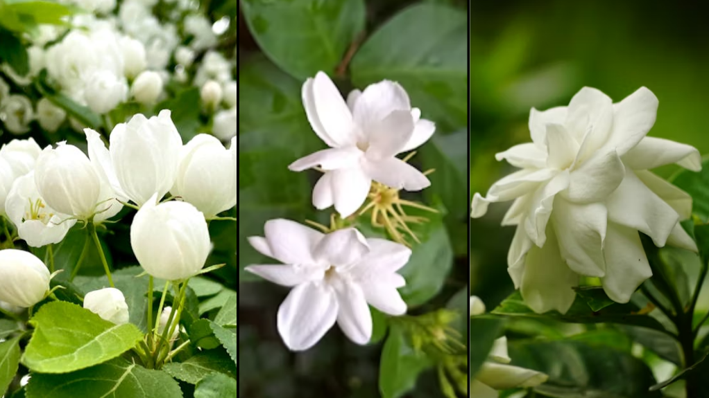Arabian Jasmine Grow & Care