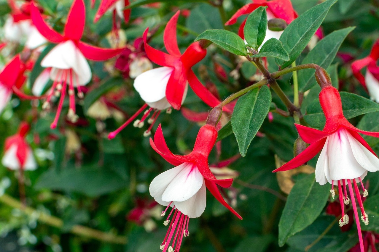 Grow Fuchsia Plant Flower in Balcony