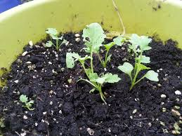 growing kale in balcony