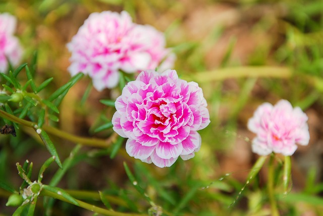 Grow Portulaca Moss Rose