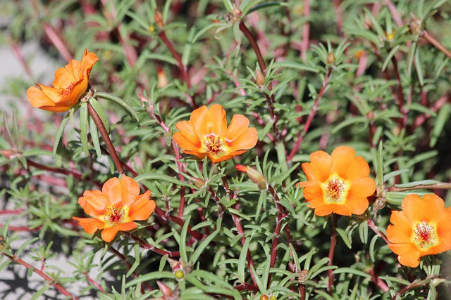 Grow Portulaca Moss Rose